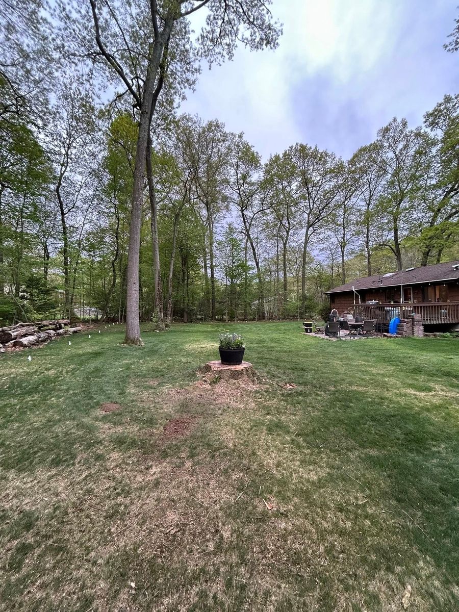 Dead Limb Removal for DC TREE in Vernon, CT