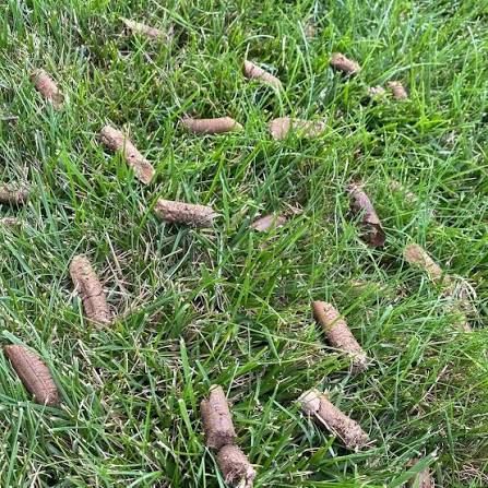 aeration and overseeding for Trueman Landscaping in Wexford, PA