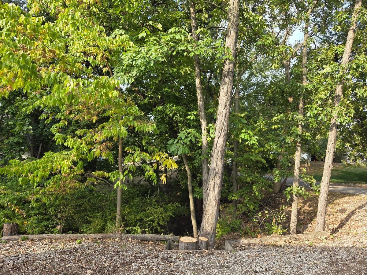 Tree Removal for Lawn Ranger Yard And Tree Service LLC in Ottumwa, IA