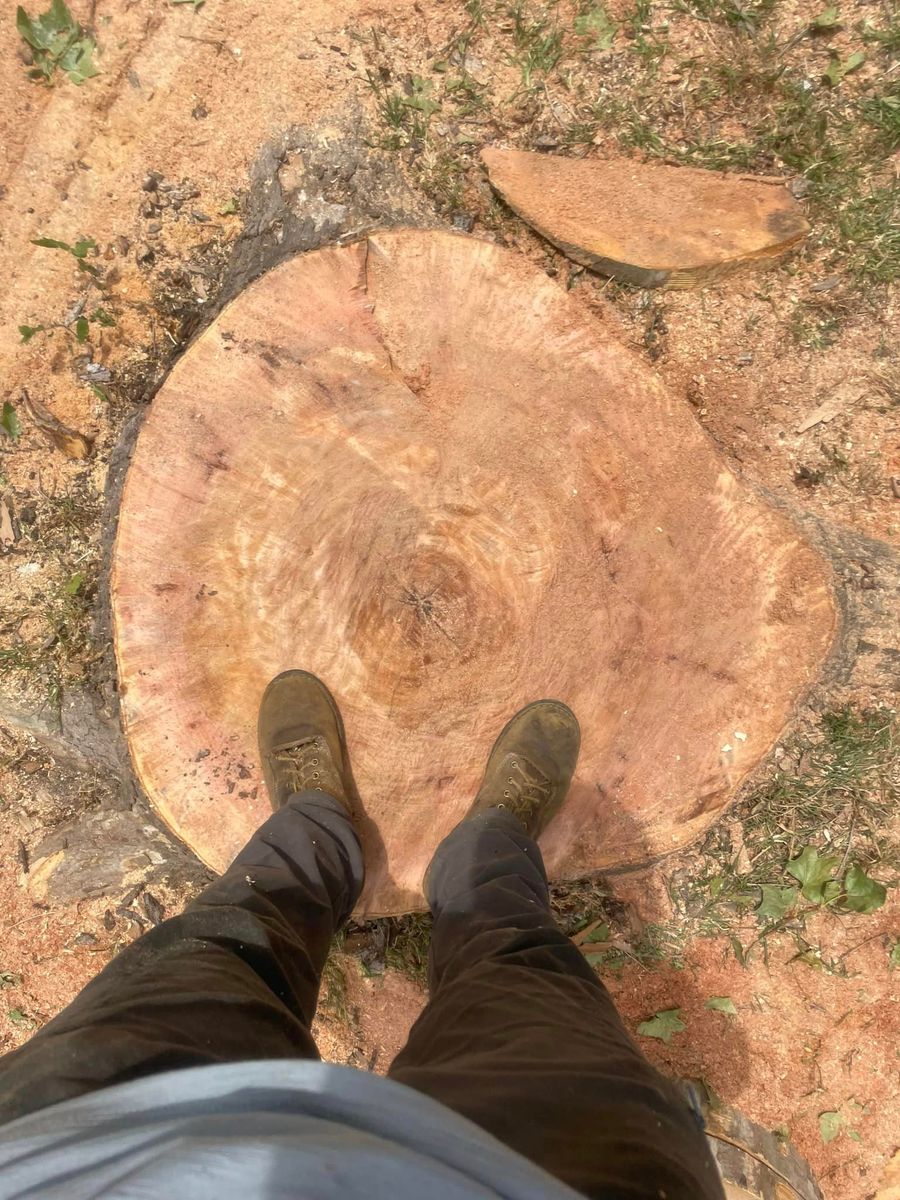 Stump Removal for Z’s Trees LLC in Grey Forest, TX