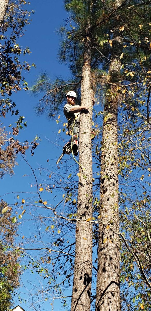 Tree Removal for Trees Unlimited of the CSRA in Augusta, GA