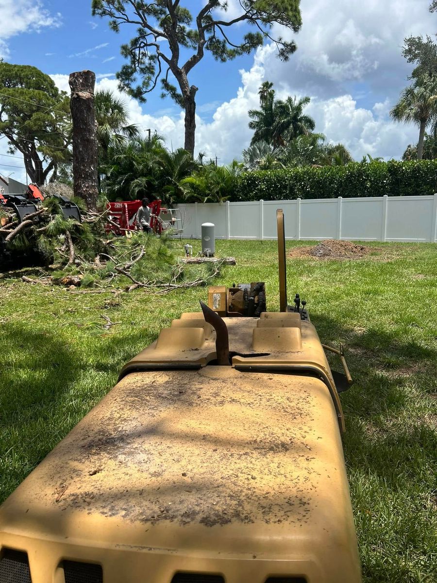 Tree Removal for Grizzly Stump Grinding in Sarasota, FL
