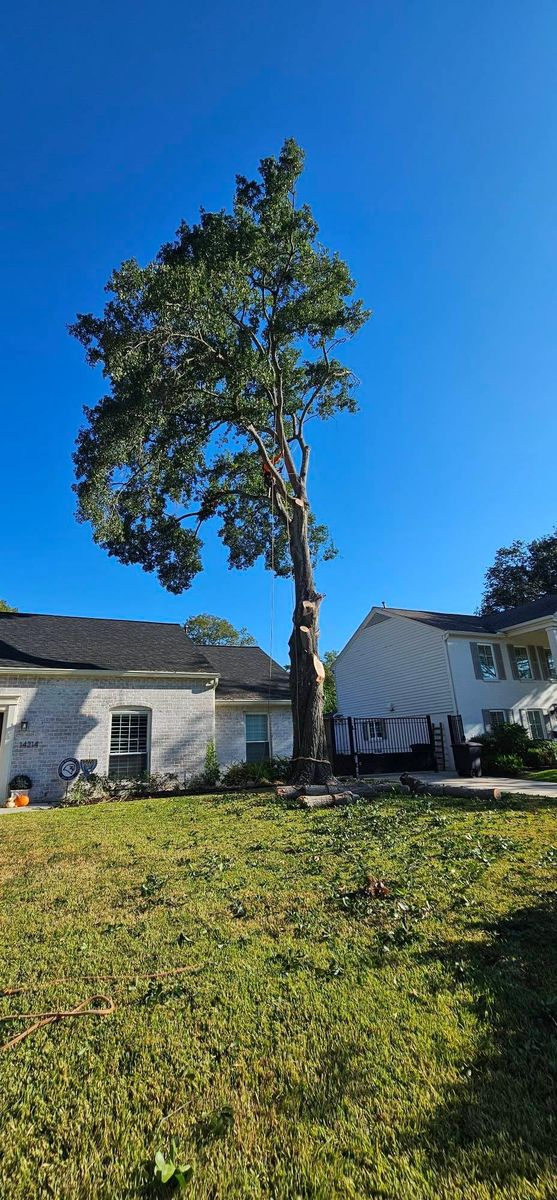 Tree Removal for Servin's Tree Care  in Houston, TX