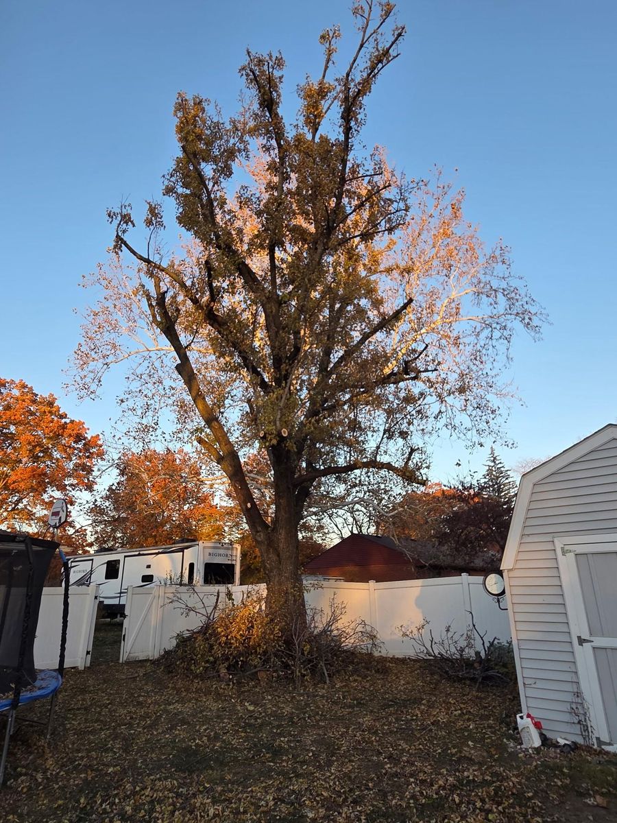 Tree Trimming for Lawn Ranger Yard And Tree Service LLC in Ottumwa, IA
