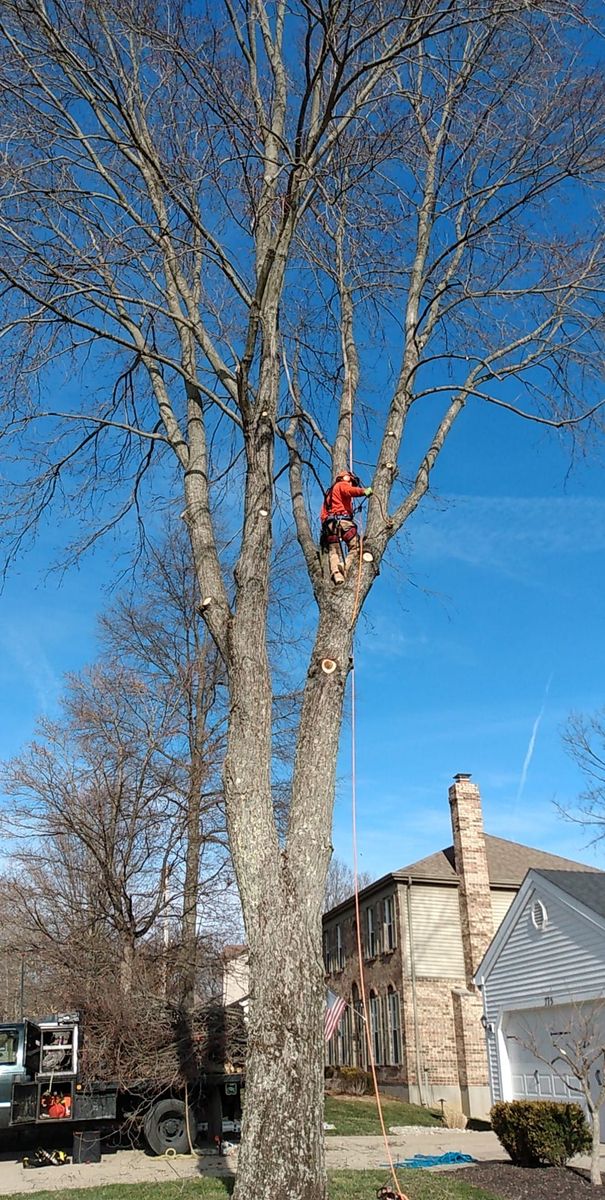 Tree Trimming for Kingdom Tree Trimming and Removal LLC in Covington, KY