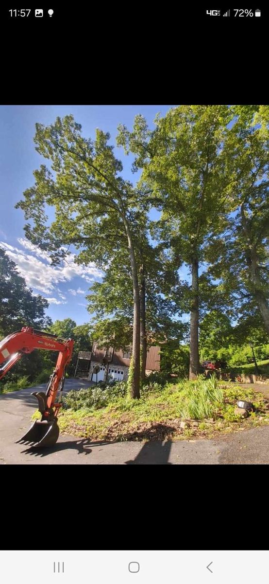 Tree Removal for M&L Lumber and Excavating in Jonesborough, TN