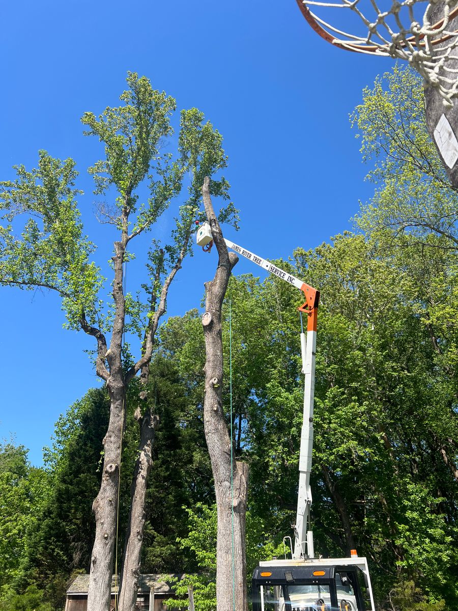 Tree Trimming for James River Tree Service in Suffolk, VA
