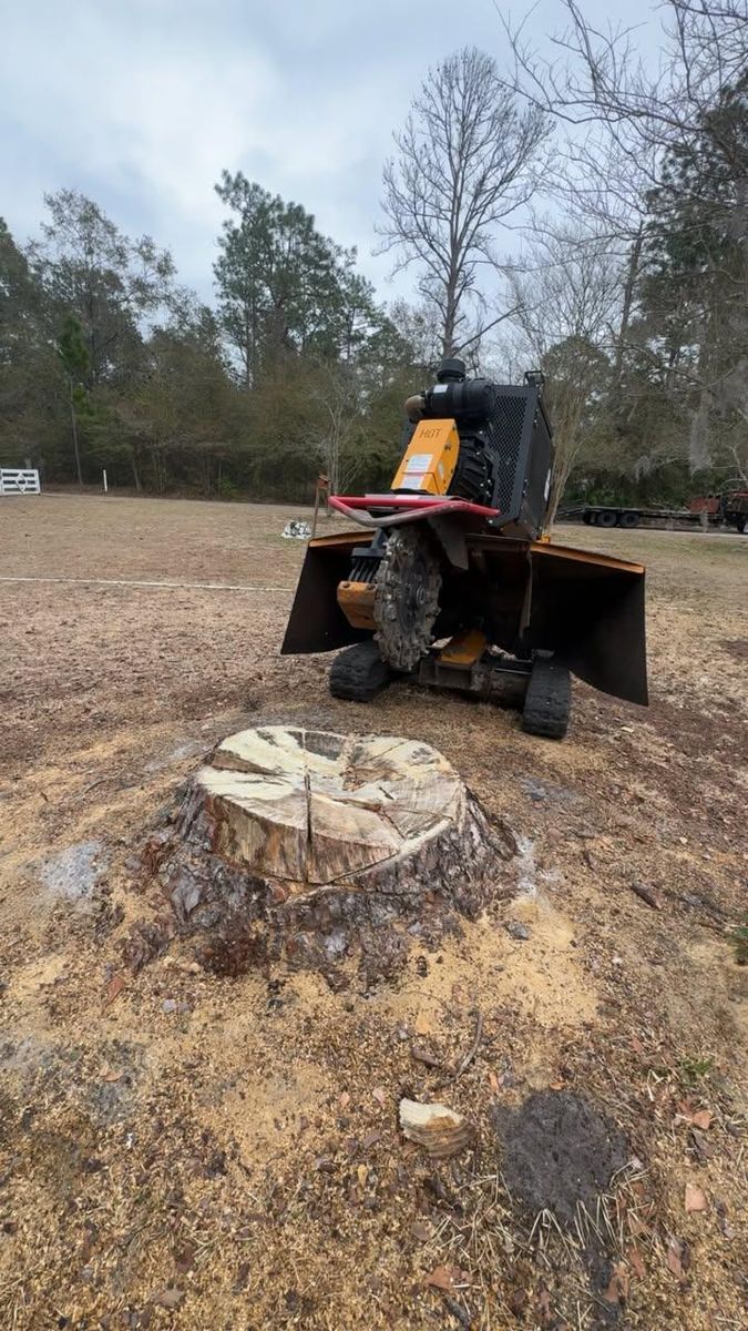 Tree Trimming + Removal for Jacksonville Outdoors in Jacksonville, FL