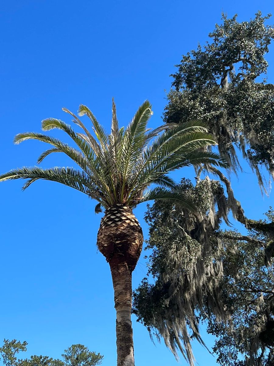 Tree Trimming for B&C Tree Trimming Services in Jasper, FL