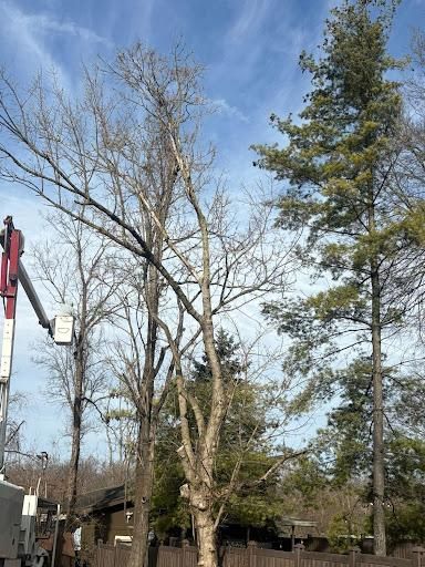 Tree Trimming for Dig-It Tree Company in Mason, OH