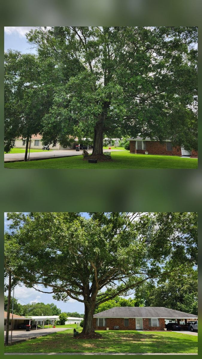Tree Removal for Ken's Elite Cutters LLC  in Breaux Bridge, LA