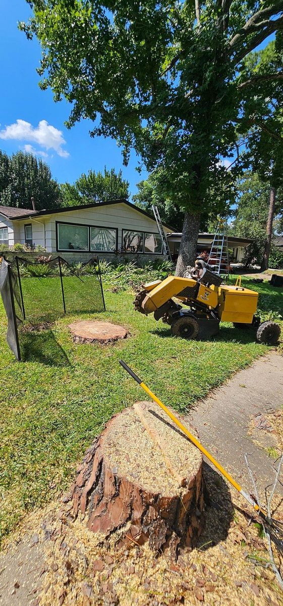 Tree Removal for Servin's Tree Care  in Houston, TX
