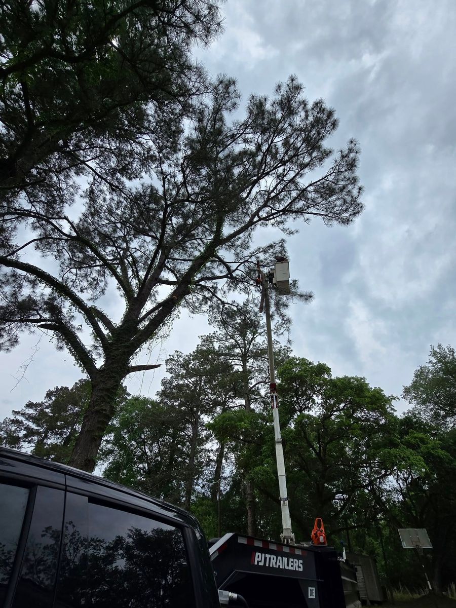 Commercial Tree Services for Breaktime Tree Trimming & Removal in Oakdale, LA