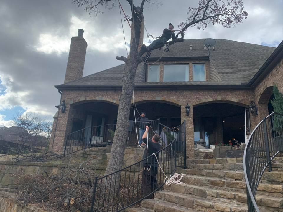 Tree Removal for Classic cut tree trimming and removal in Arlington, TX