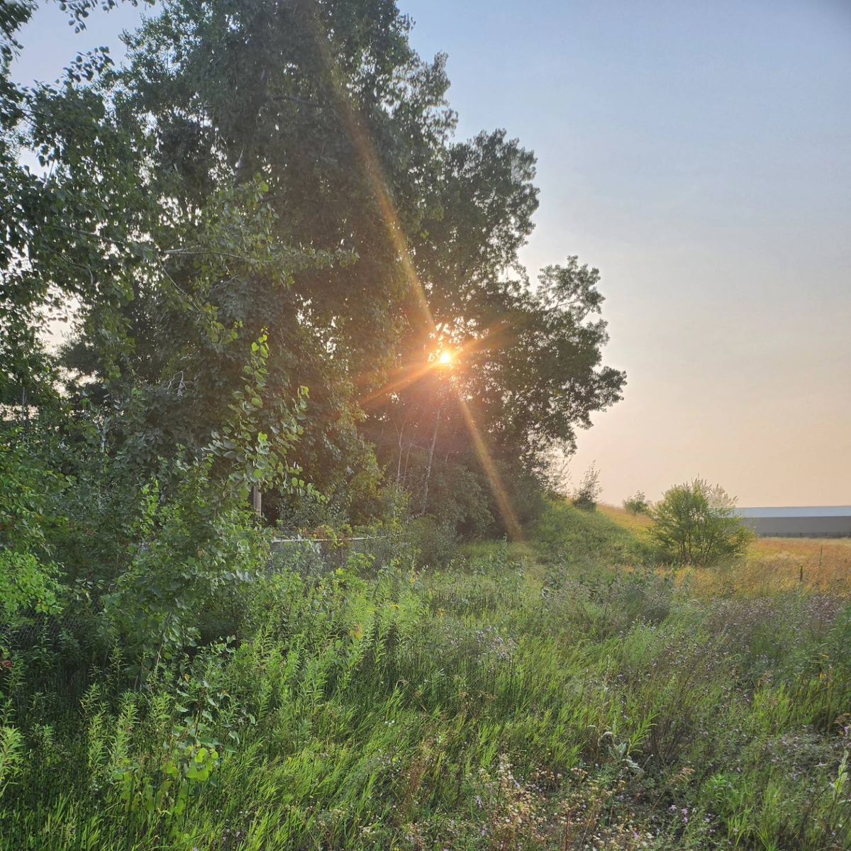 Brush Control for Central Minnesota Brush Control and Landscaping in Brook Park, MN