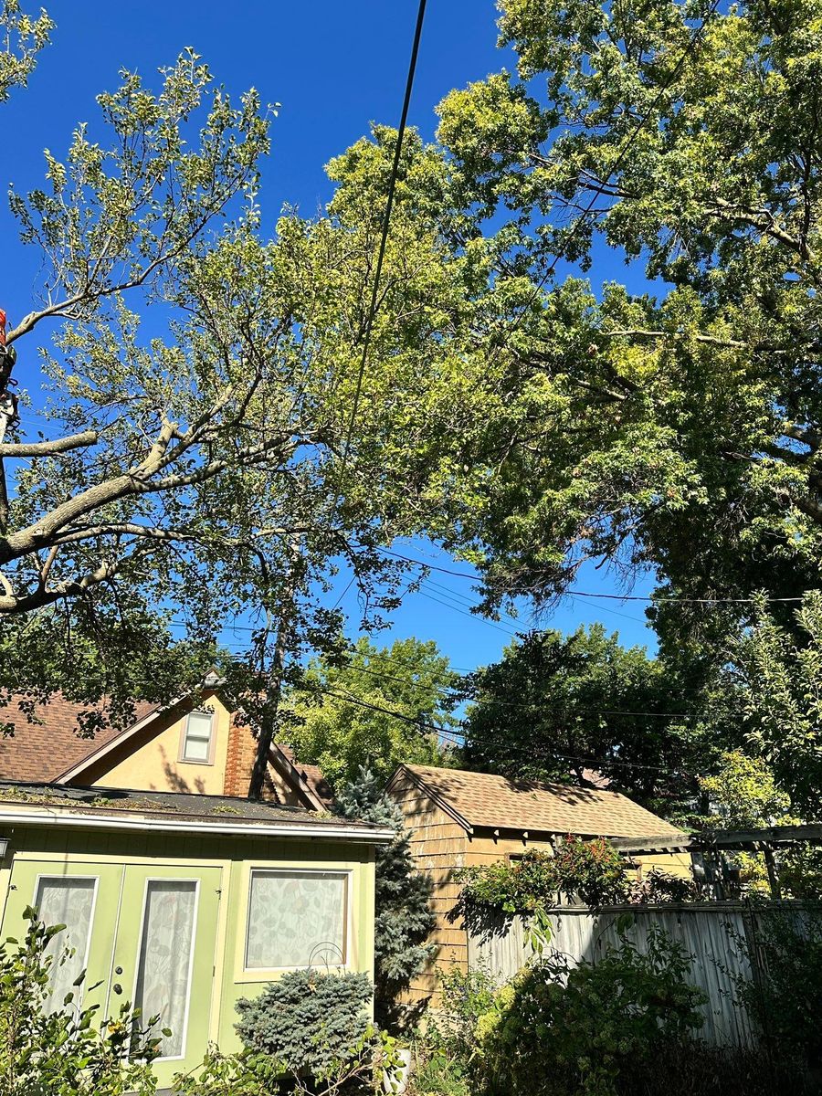 Tree Trimming for Cross Family Tree Service in Kearney, MO