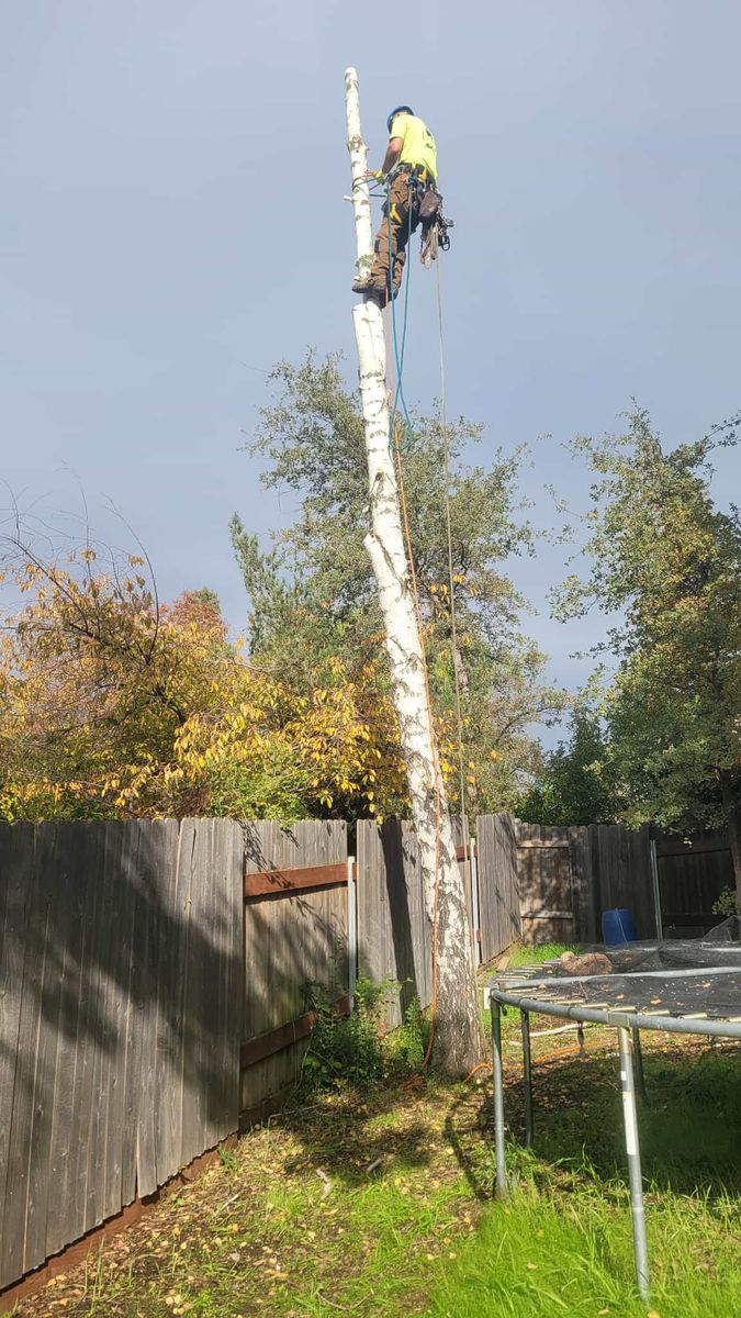 Hazardous Tree Services for George Staddan's Professional Tree Care in Placerville, CA