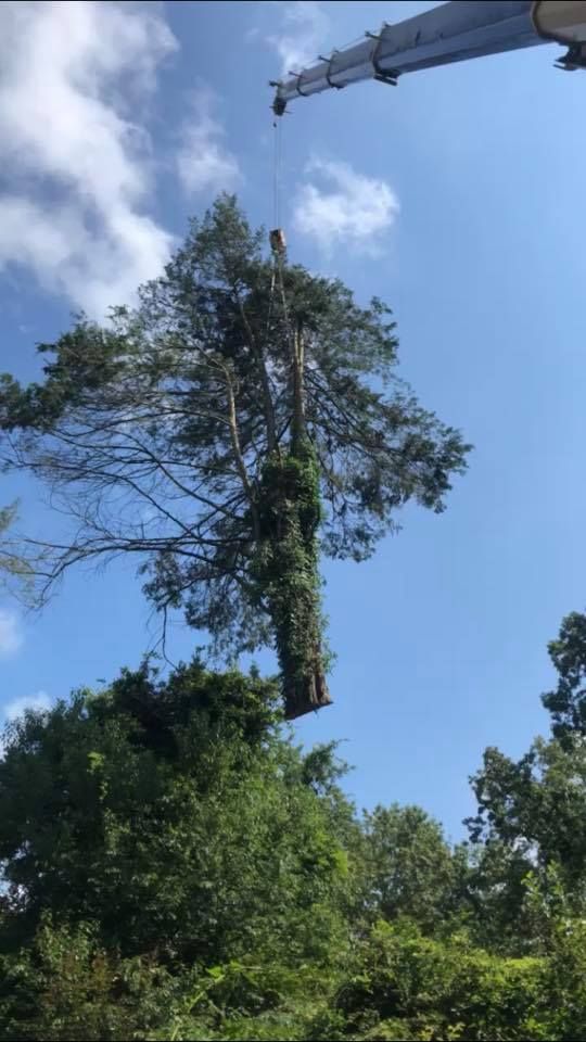 Tree Removal for Etherton’s Tree Service in Quinton, NJ