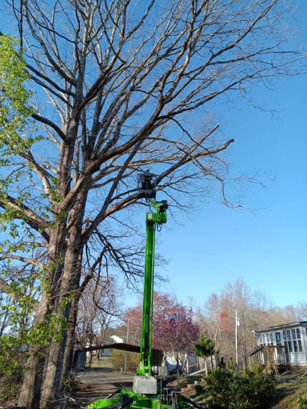 Tree Trimming for Backwoods Tree Experts in Vale, NC