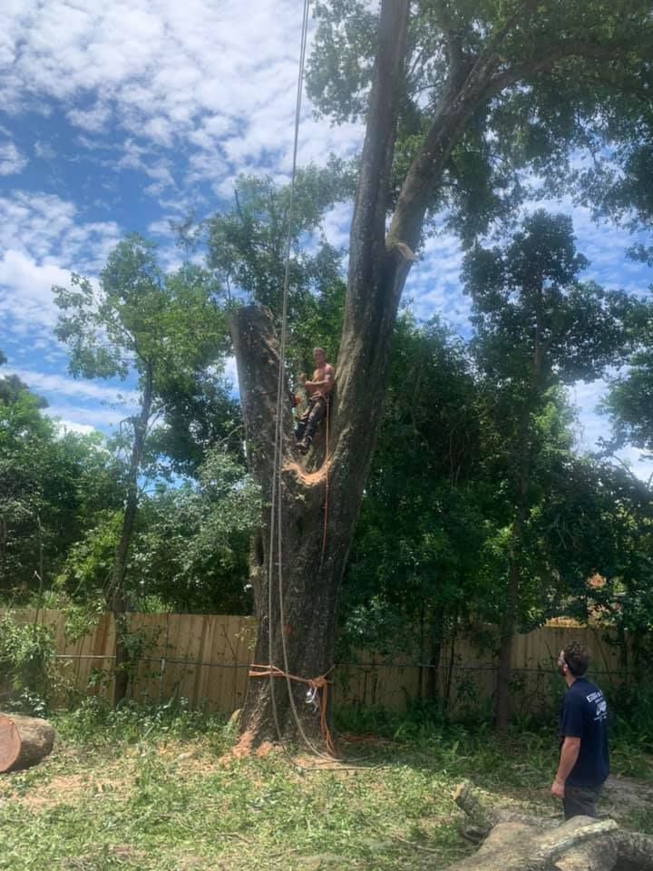 Storm Services for Narrow Path Tree Service in Deland, FL