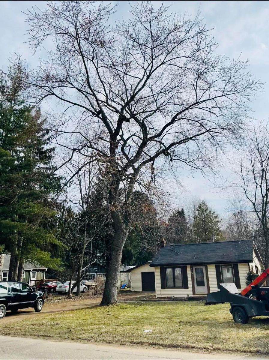 Storm Cleanup for Branching Out Tree Service in Hastings, MI