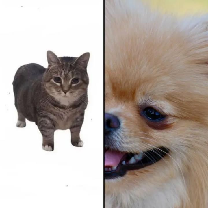 Cats Who Bark for Down Dog Yoga in Boston, MA