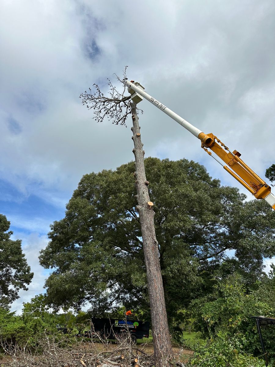 Tree Removal for ArborMax in Thomaston, GA