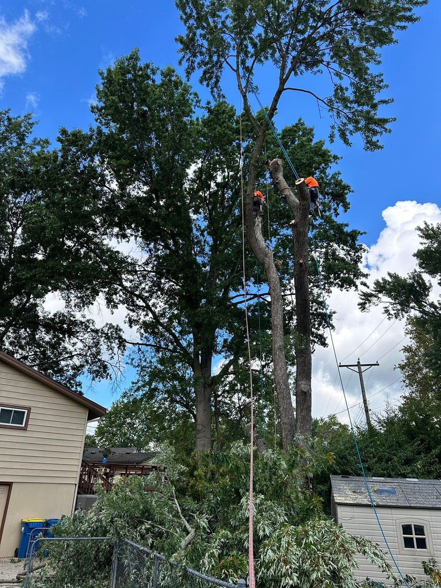 Tree Trimming for Cross Family Tree Service in Kearney, MO
