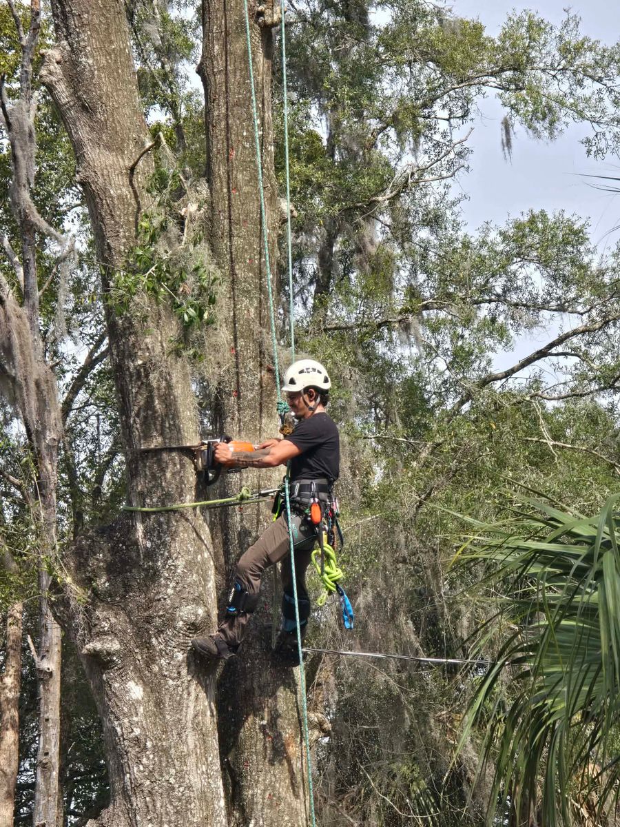 Tree Removal for All Around Guys Tree Service in Ocala, FL
