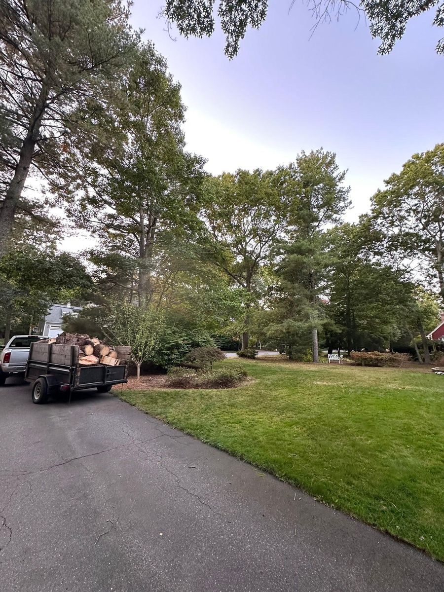 Tree Trimming for Silver City Tree and Landscape in Taunton, MA