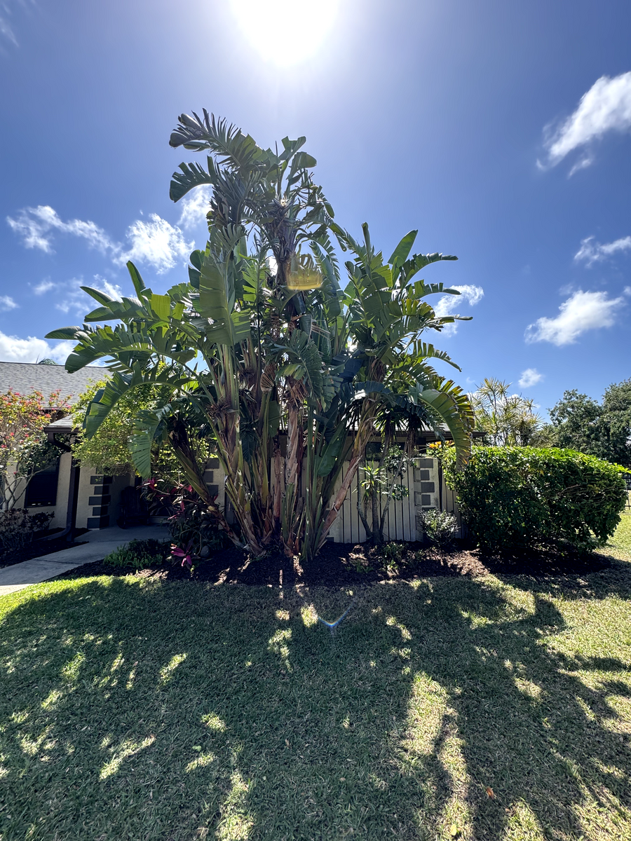 Landscaping for Florida Pro Turf in Rockledge, FL