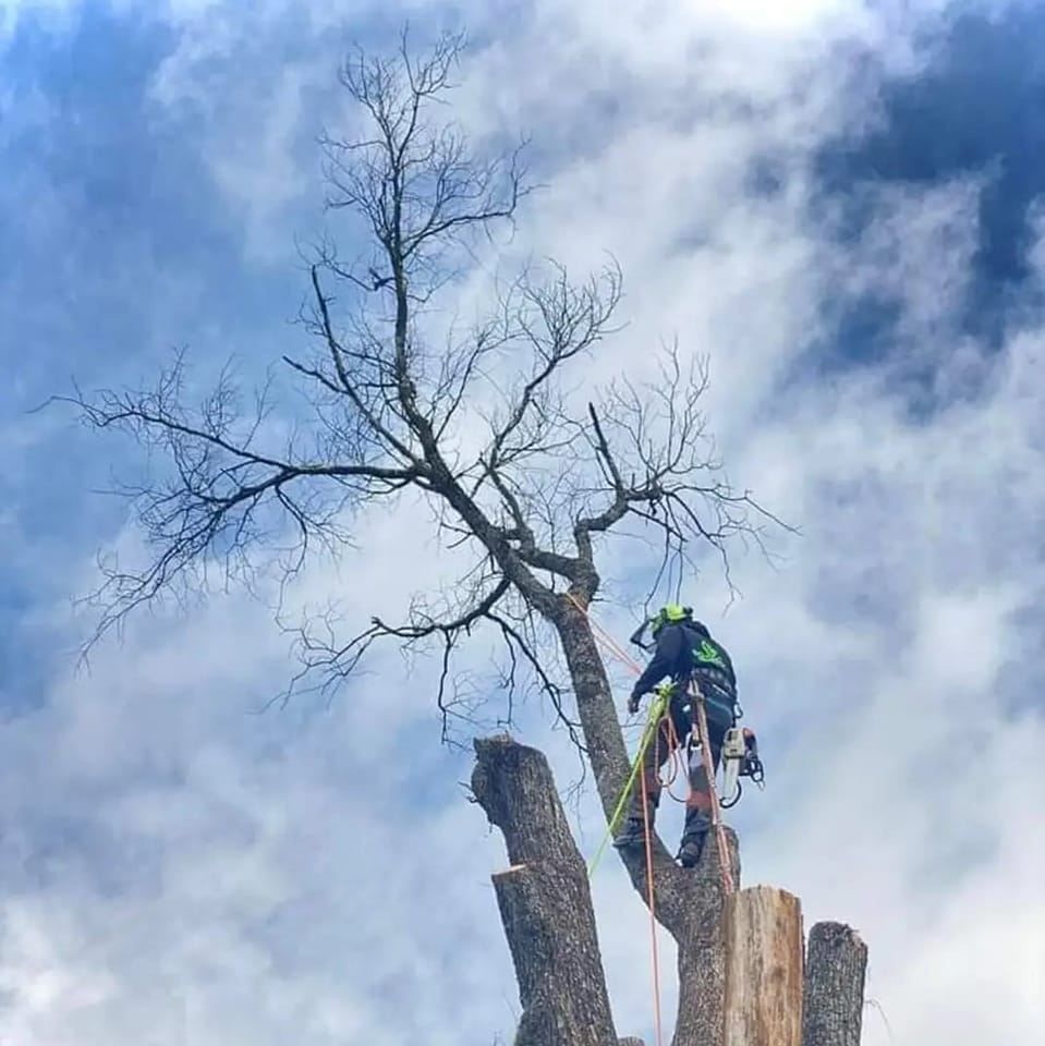 Tree Trimming for Kingdom Tree Trimming and Removal LLC in Covington, KY