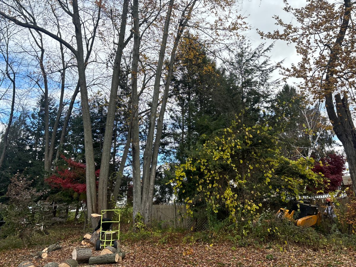 Tree Removal for T's Trees in Albany, NY
