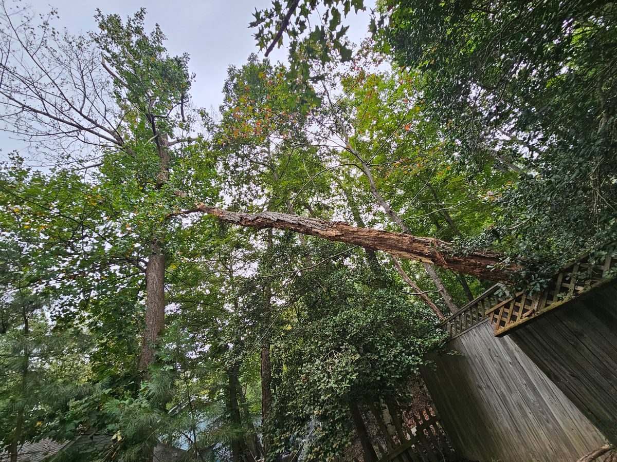 Tree Removal for Hired Gunz Services LLC in La Plata, MD