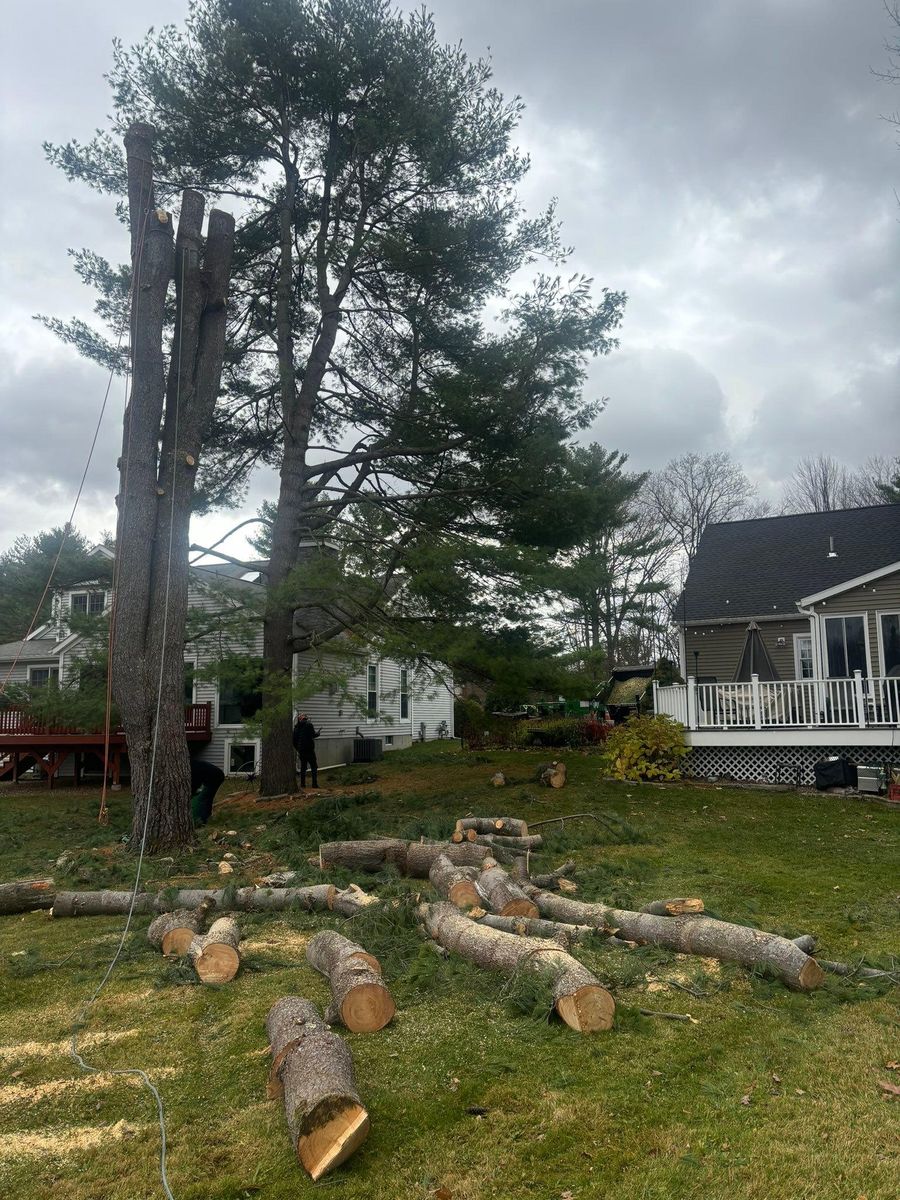 Tree Removal for T's Trees in Albany, NY