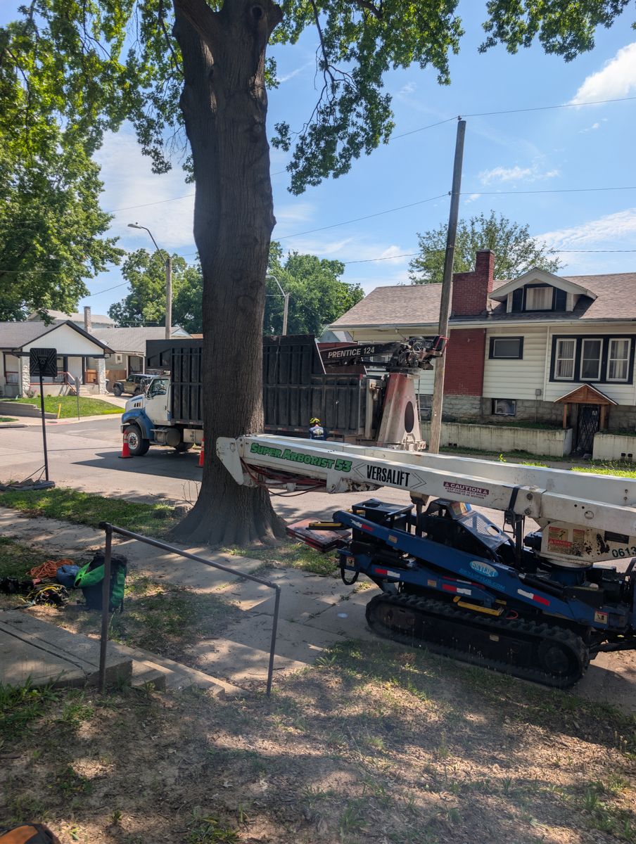 Tree Removal for Mitchell Tree Company in Lathrop, MO