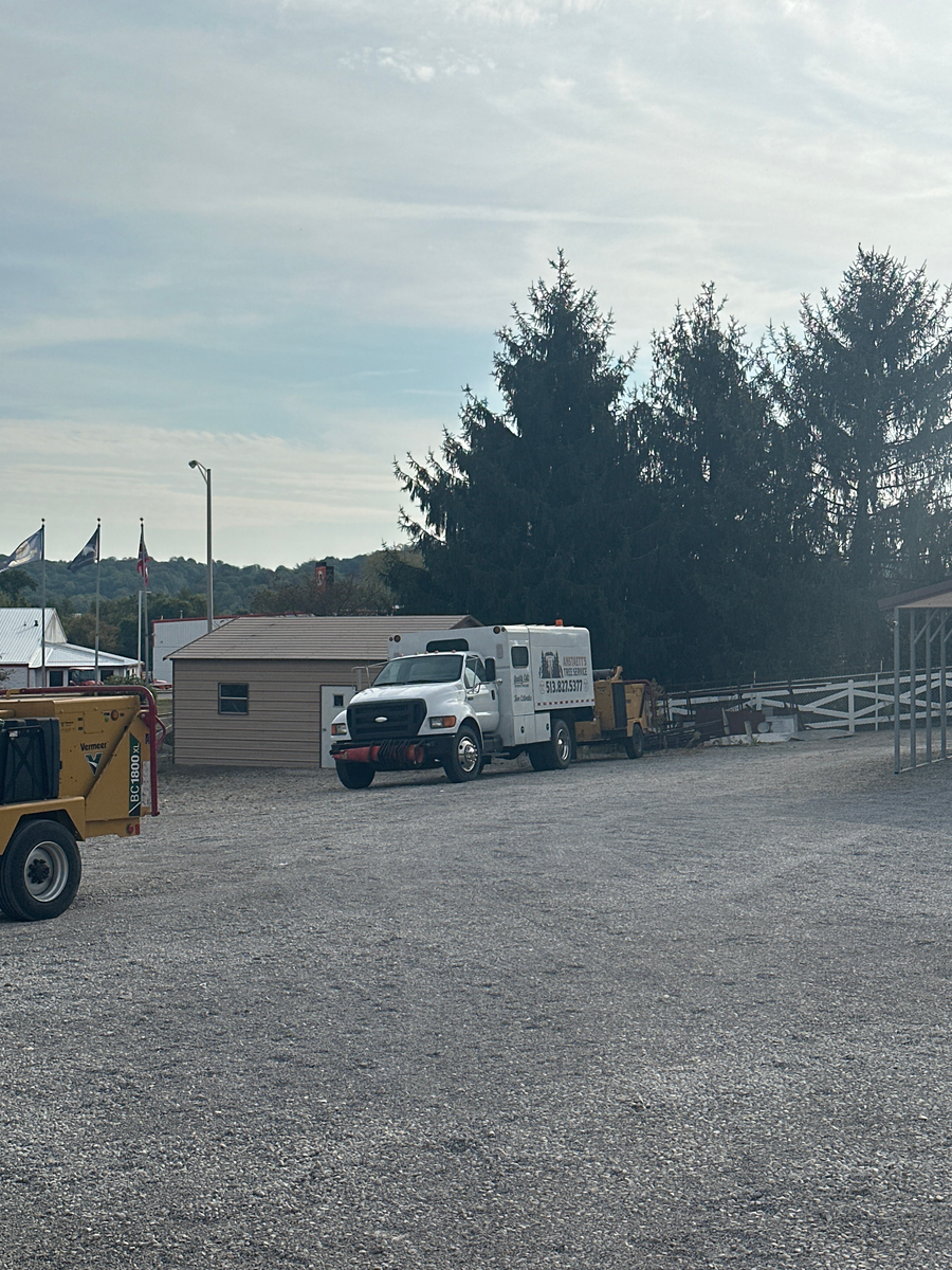 Tree Health Inspection for Anstaetts Tree Service in Batavia, OH