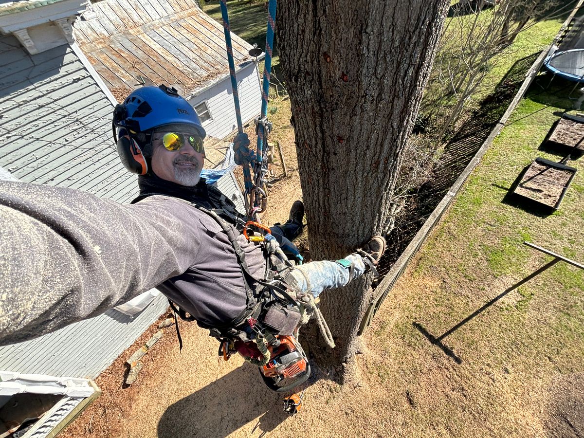 Tree Trimming for Ascending Tree Service LLC in Kenbridge, VA