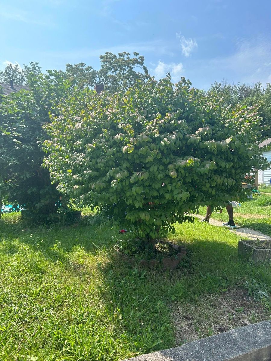 Shrub Trimming for Plenty Landscaping Solutions in Indianapolis, IN