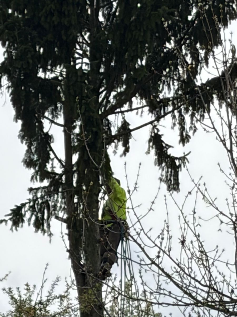 Tree Trimming for Village Tree Service  in Whitestown, IN
