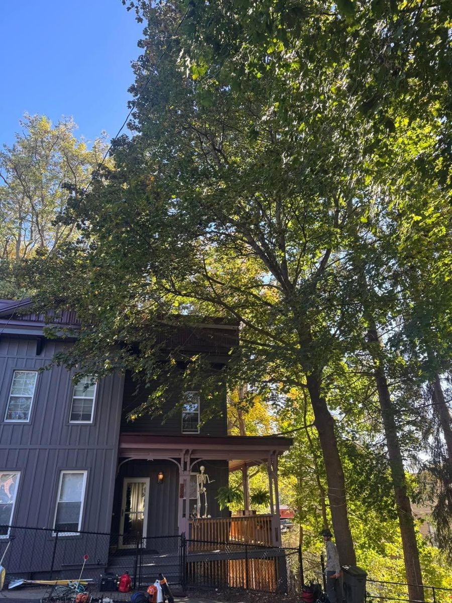 Tree Trimming for Sterlings Tree Removal in Cobleskill, New York