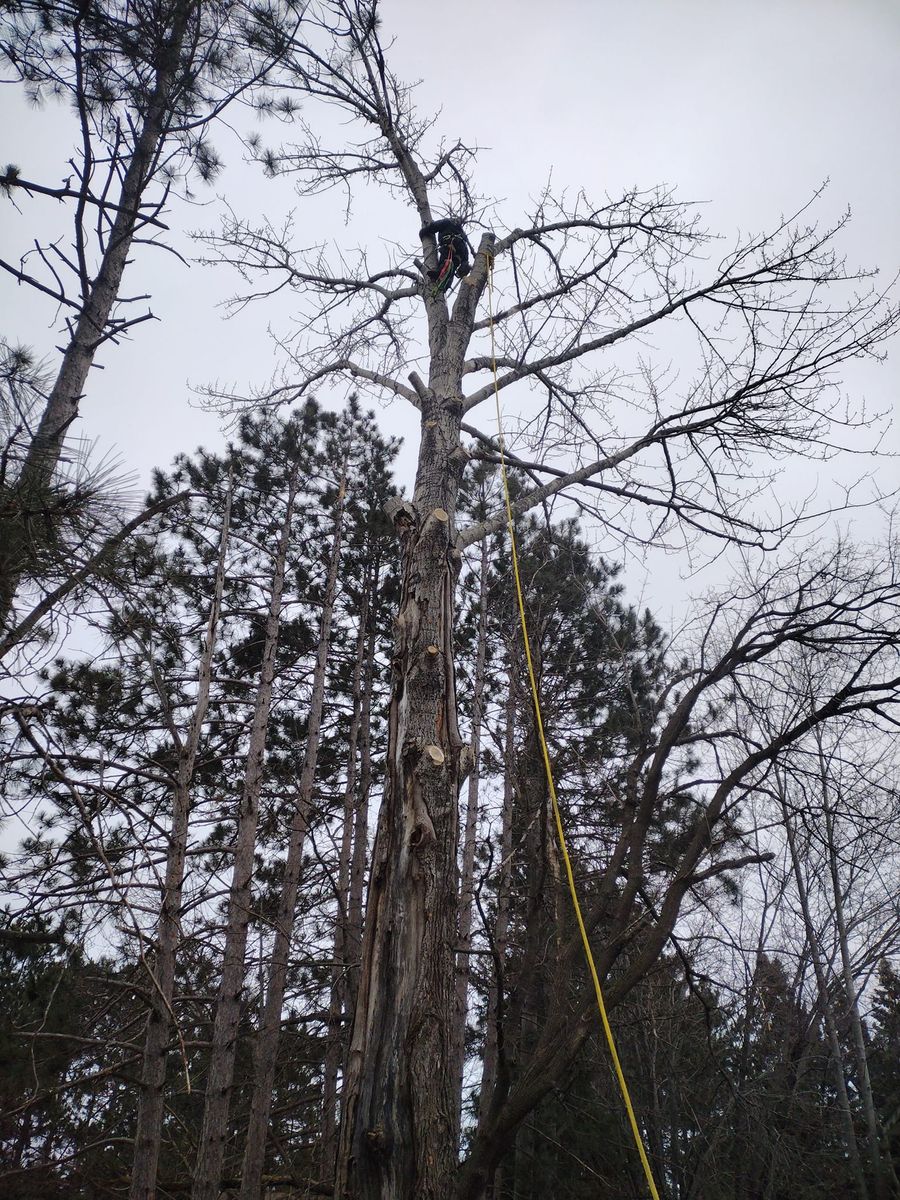 Emergency Tree Removal for Dan's tree service in Bemidji, MN