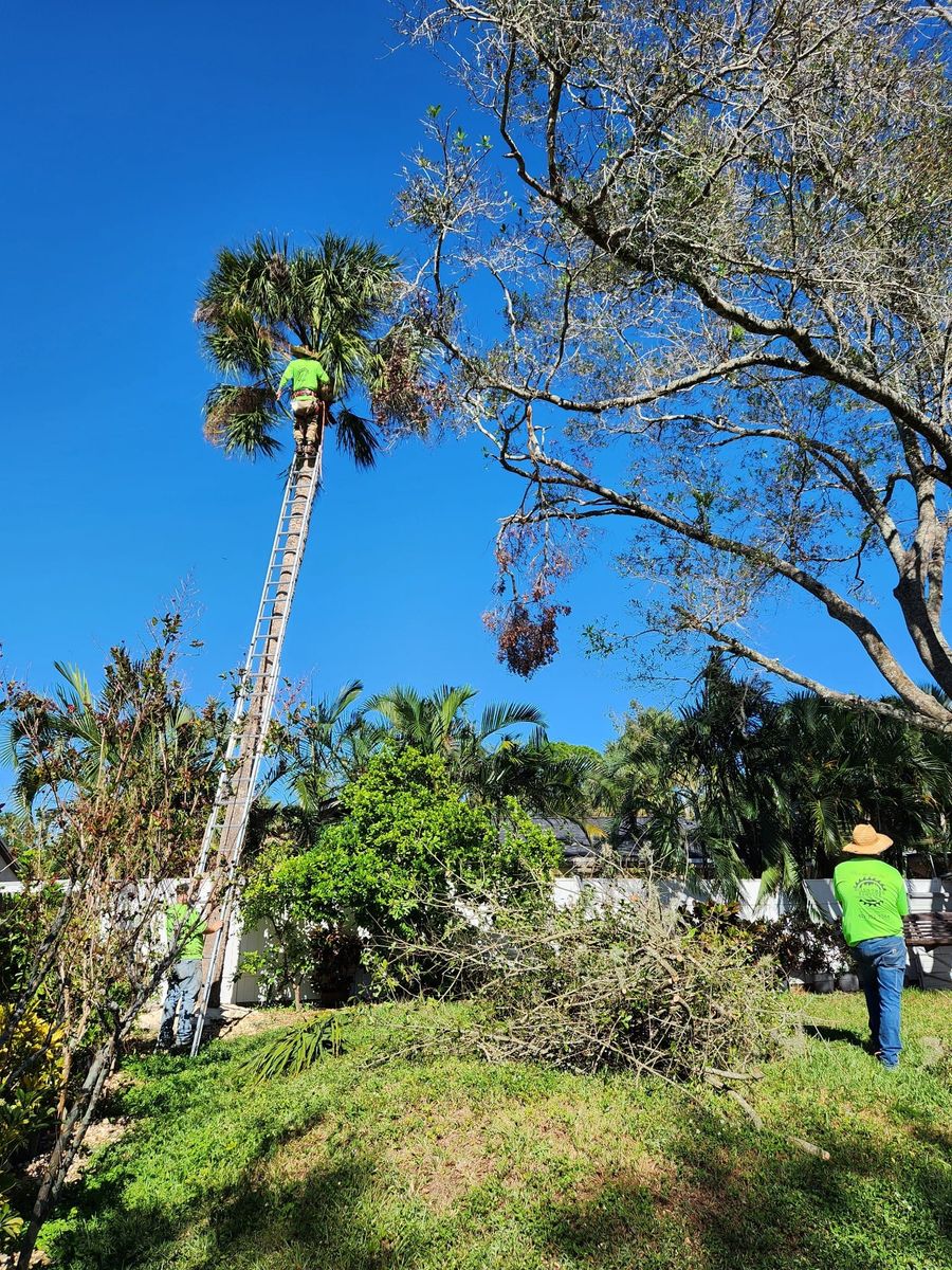 Skid Steer for Bills Tree Service in Valrico, FL