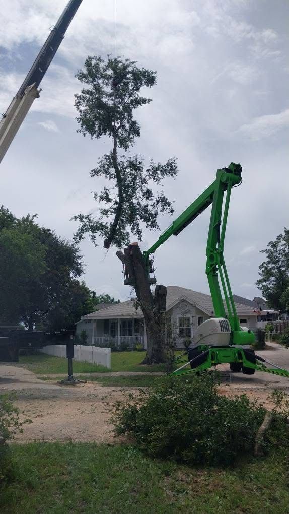 Tree Removal for Daniel Hickey’s Tree Service in DeLand, FL