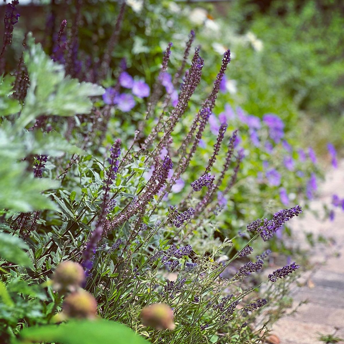 Landscape Design / Installations for Christina King Landscape Design in Raleigh, NC