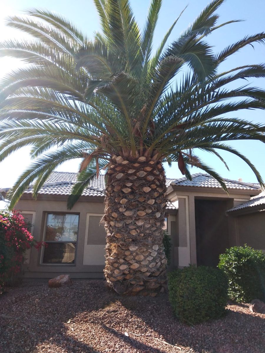 Palms Trimming for AZ Tree & Hardscape Co in Surprise, AZ