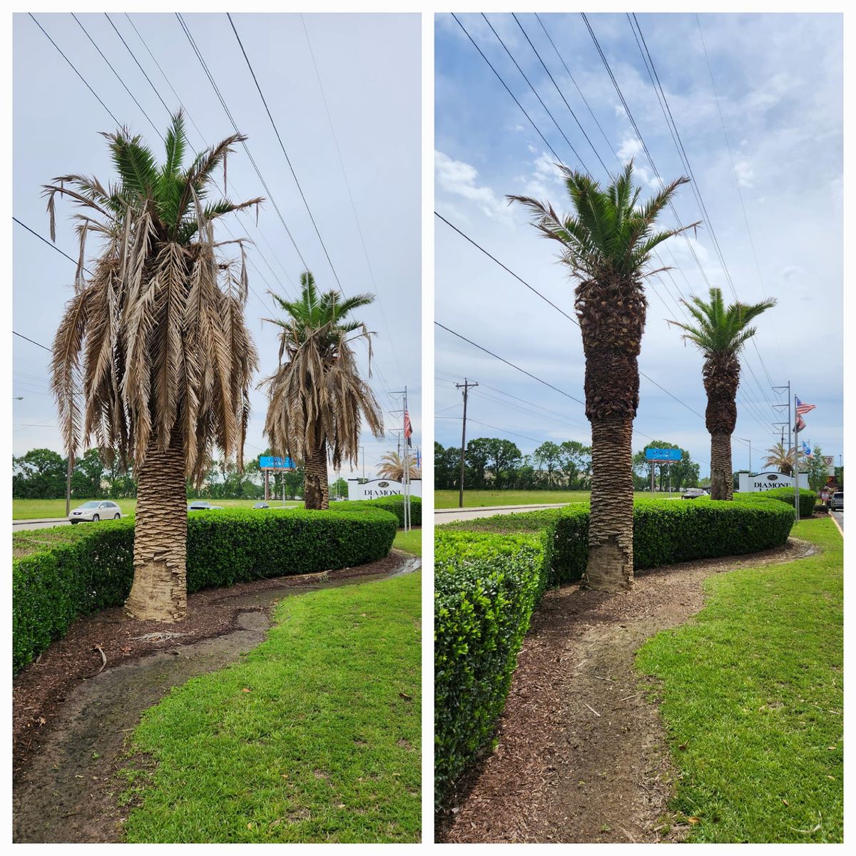 Tree Trimming for Ken's Elite Cutters LLC  in Breaux Bridge, LA