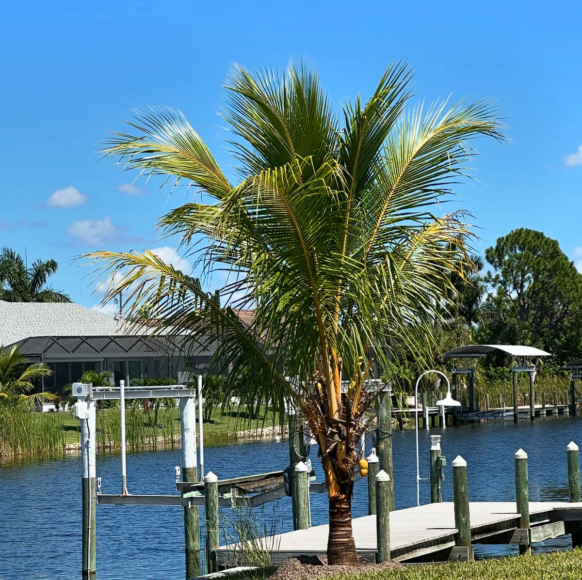 Palm and Trees for Plant World LLC in Cape Coral, FL