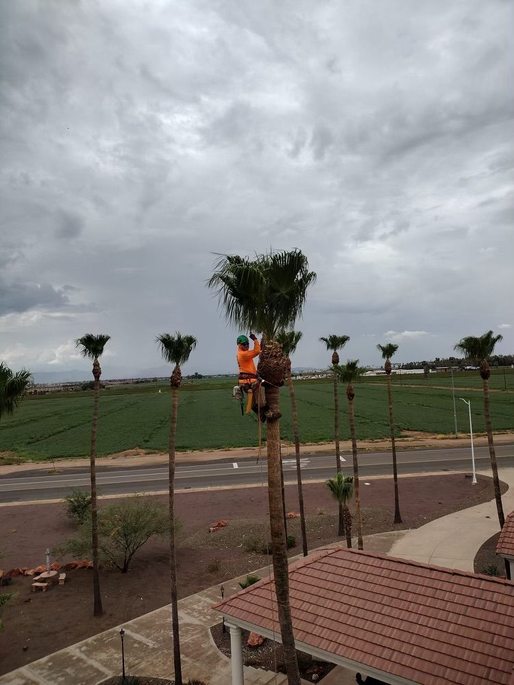 Trimming & Pruning Services for AZ Tree & Hardscape Co in Surprise, AZ