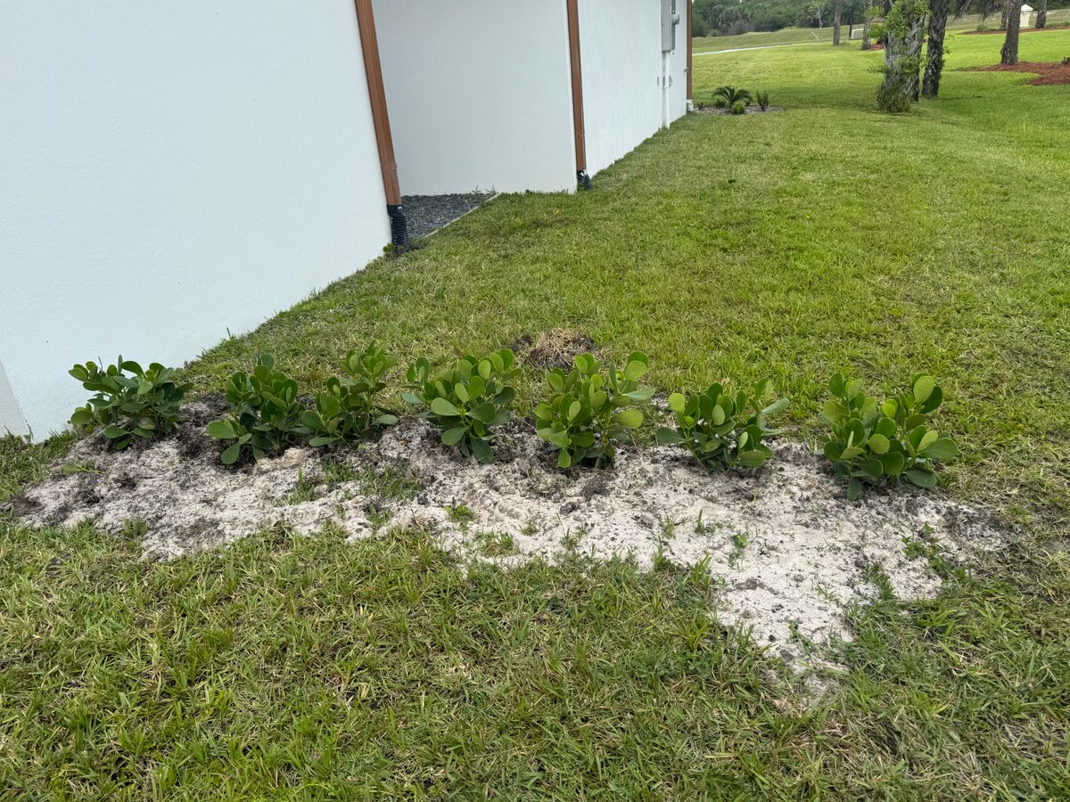 Sod installation for BH Lawn and Landscape in Fort Myers, FL